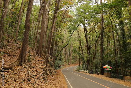 Road in the forest, Bohol.