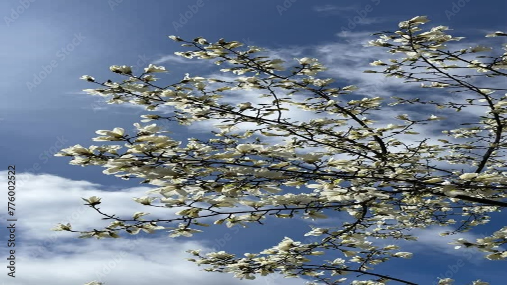 Magnolia white flowers in the sky, vertical video. Magnolia white flowers in the sky, vertical video.
