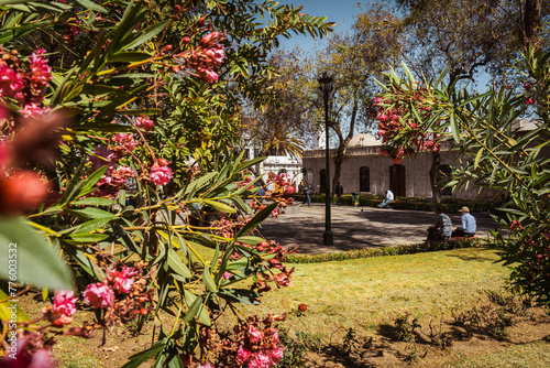 garden with flowers in Arequipa