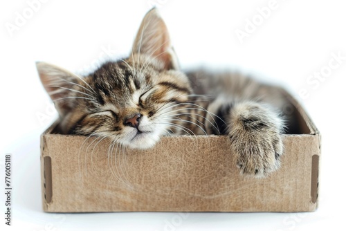 Contented cat sleeping in box, isolated on white, peaceful and serene scene