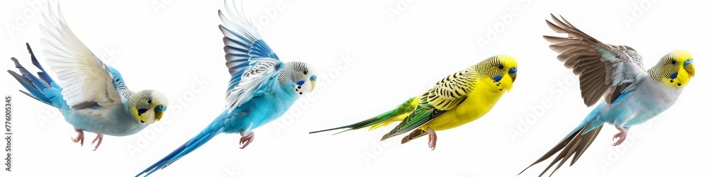 Fototapeta premium Budgerigars parakeets of 4 different colors, yellow blue green and white, flying or standing on the floor on a pure white background