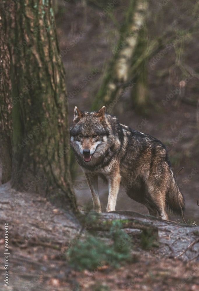 Vertical shot of wolf standing and looking at camera near tree in forest Vertical shot of wolf standing and looking at camera near tree in forest