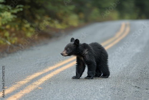 Mysterious Bear cub road in fog. Grizzly predator. Generate Ai