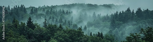 A wide panorama of a dense  foggy forest  with a white background and soft green tones. A misty forest landscape with a grey sky and green trees  showing a panoramic view in the fog