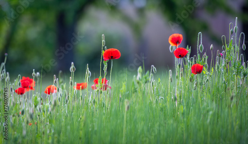 red poppies in the field © danimages