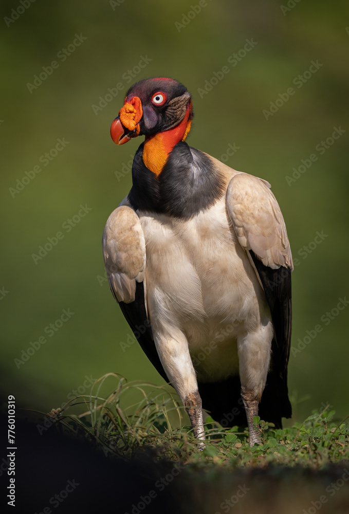 King vulture in the rainforest of Costa Rica  - obrazy, fototapety, plakaty 