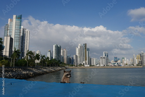 Nasenbären an der Promenade Cinta Costera in der Stadt Panama City mit Skyline