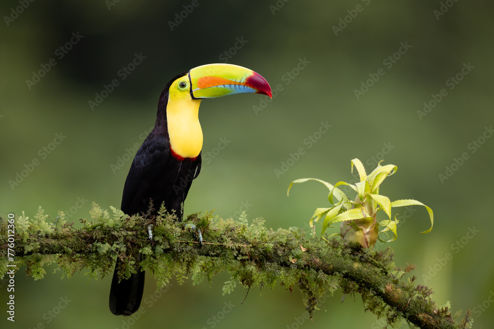 Toucan in the rainforest of Costa Rica  - obrazy, fototapety, plakaty 