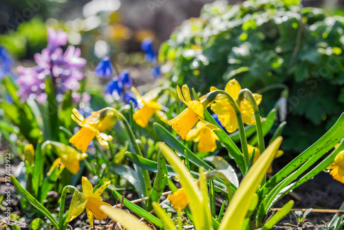 A blurred image of blooming daffodils and other spring flowers on a sunny day.
