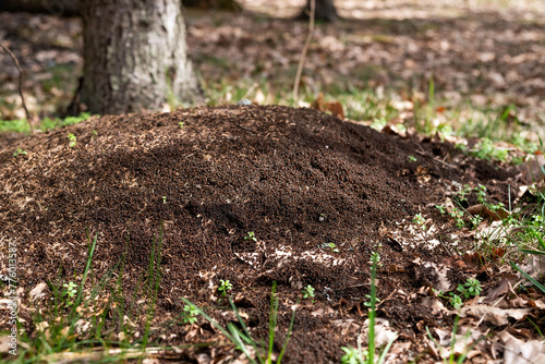 Blurred image of an anthill in the forest.