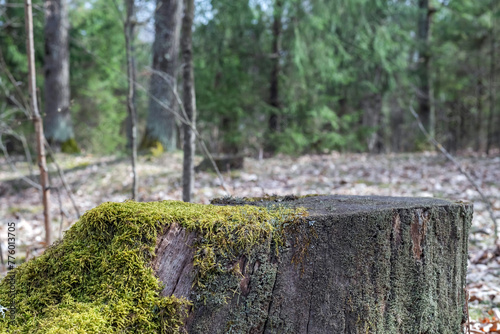 Blurred image of a stump against the background of a forest in early spring.