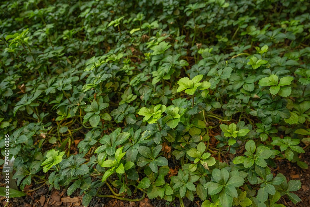 
Green leaves, green background image
