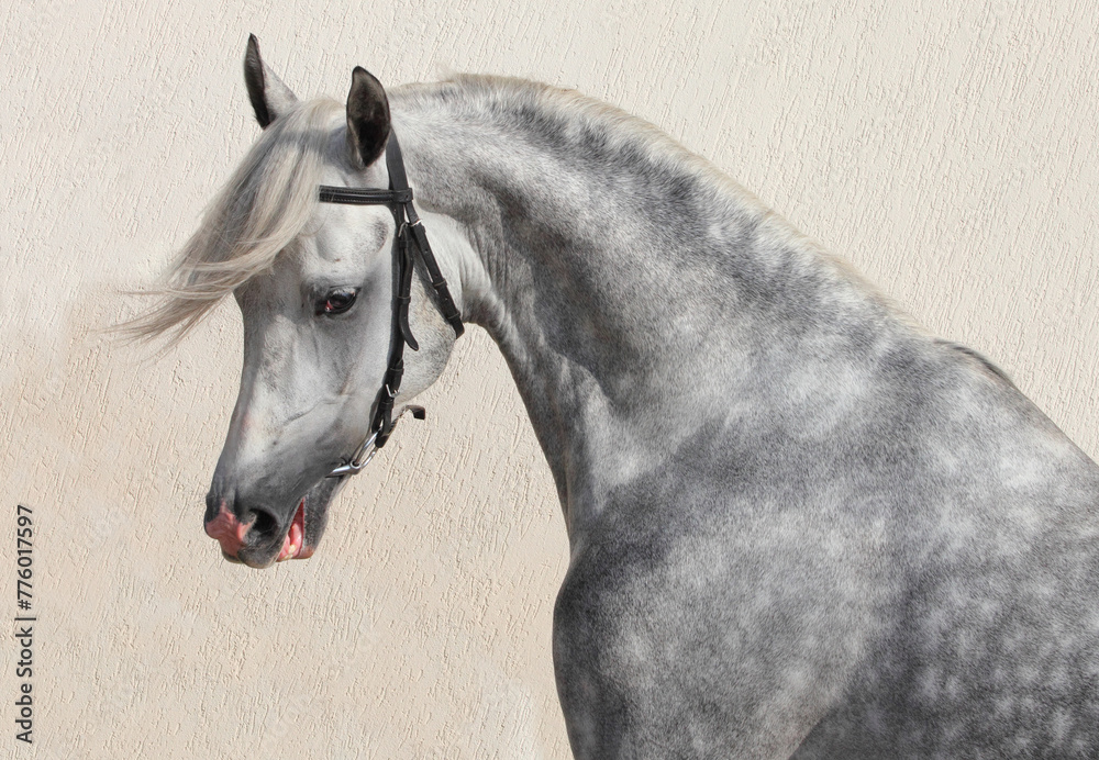 Arabian grey horse portrait against light wall background