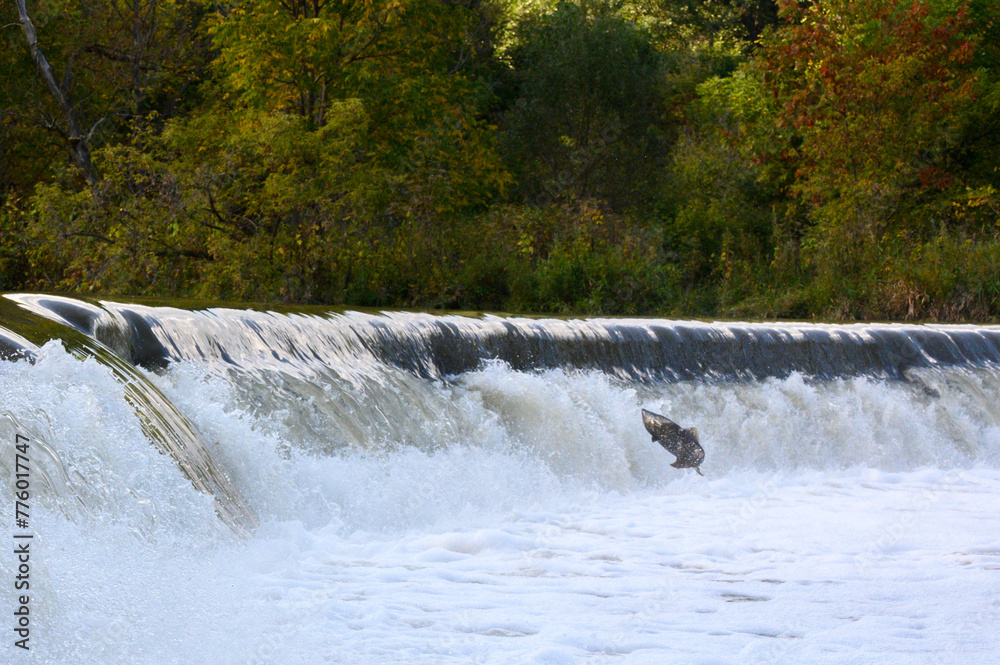 Fototapeta premium Salmon Run on the Humber River at Old Mill Park in Canada