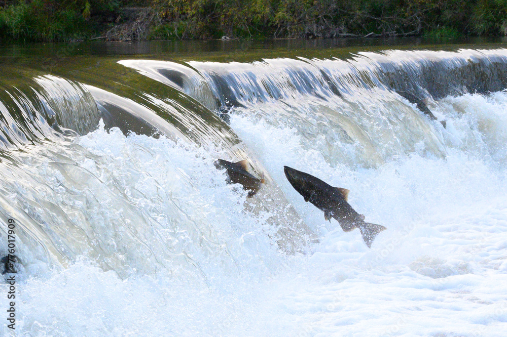 Naklejka premium Salmon Run on the Humber River at Old Mill Park in Canada