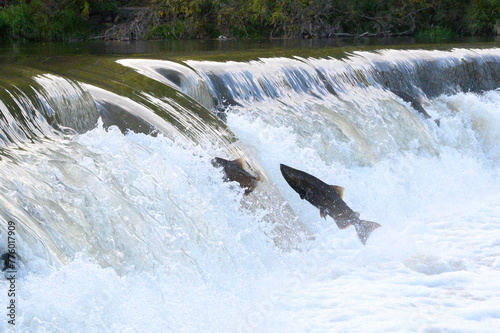 Salmon Run on the Humber River at Old Mill Park in Canada