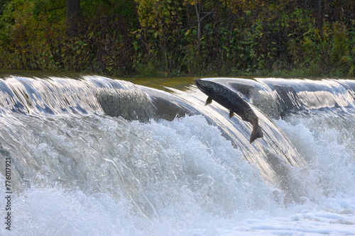 Salmon Run on the Humber River at Old Mill Park in Canada