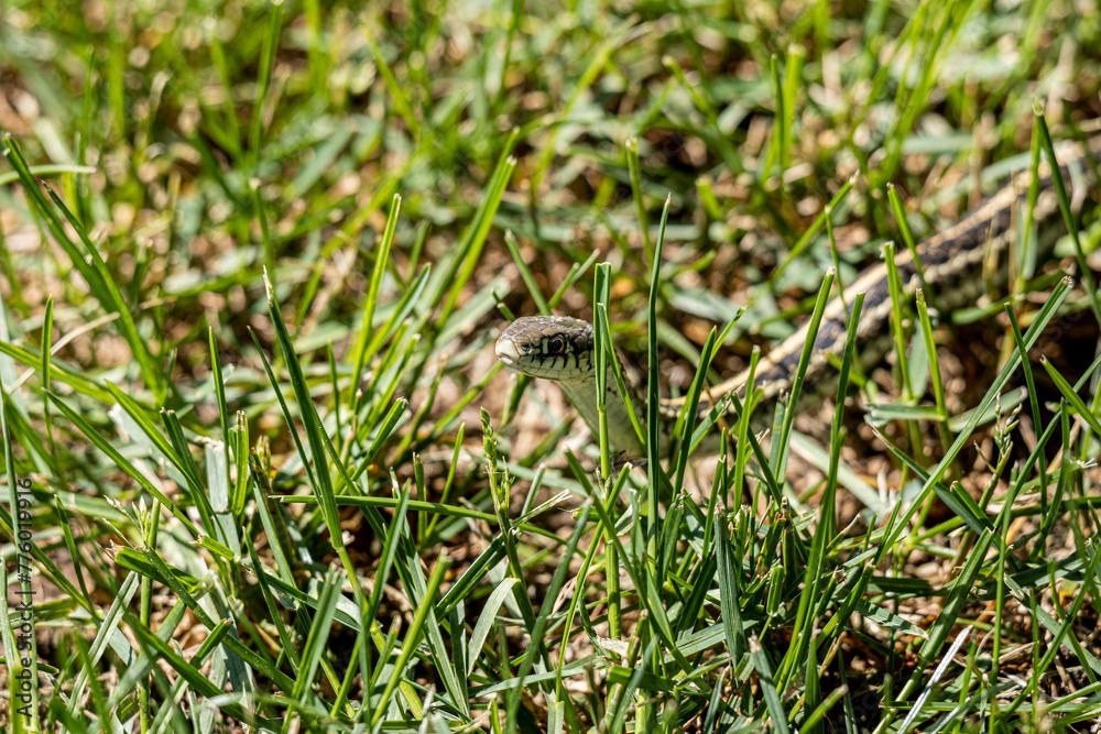 Fototapeta premium Macro shot of a Grass snake slowly moving through the grasses on a sunny day