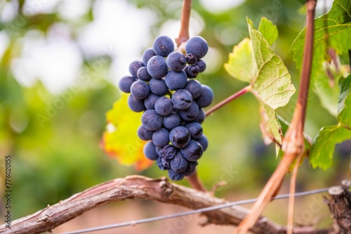 Canvas Print Closeup of a fresh ripe delicious bunch of grapes hanging on a vine at a vineyar
