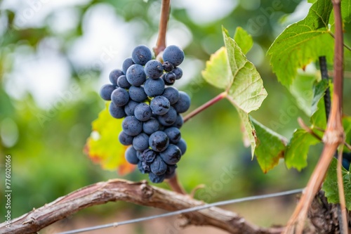 Obraz na plátně Closeup of a fresh ripe delicious bunch of grapes hanging on a vine at a vineyar