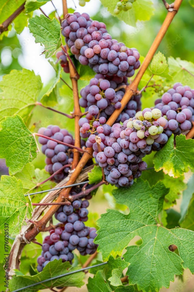 Fototapeta premium Close-up vertical view of bunches of purple grapes hanging from the plant at the vineyard
