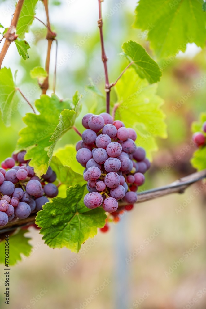 Close-up vertical view of bunches of purple grapes hanging from the plant at the vineyard Close-up vertical view of bunches of purple grapes hanging from the plant at the vineyard