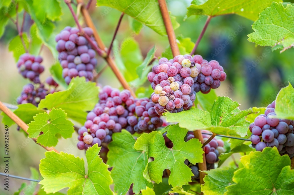 Close-up view of bunches of purple grapes hanging from the plant at the vineyard