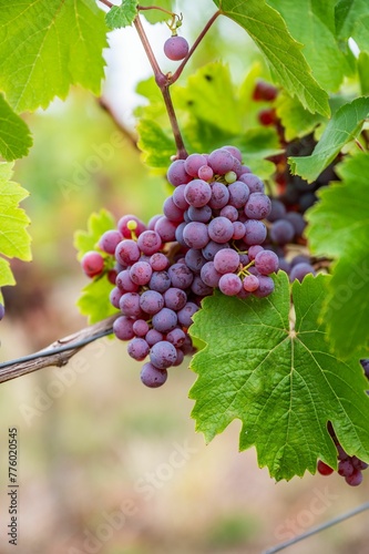 Wallpaper Mural Close-up vertical view of bunches of purple grapes hanging from the plant at the vineyard Torontodigital.ca