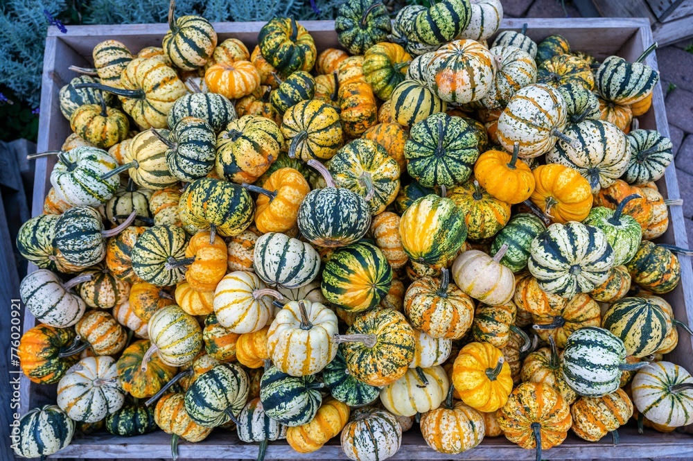 Group of different pumpkins in an open-air market Group of different pumpkins in an open-air market