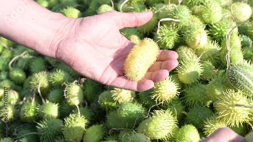 Person placing green maroon cucumbers on his hand palm from the cucumber pile photo