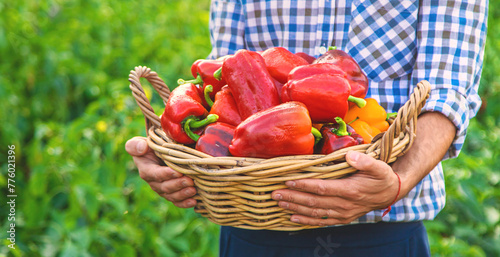 Canvastavla Sweet pepper harvest in the garden in the hands of a farmer