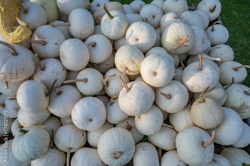View of white pumpkins to be sold in bulk outside in sunny weather