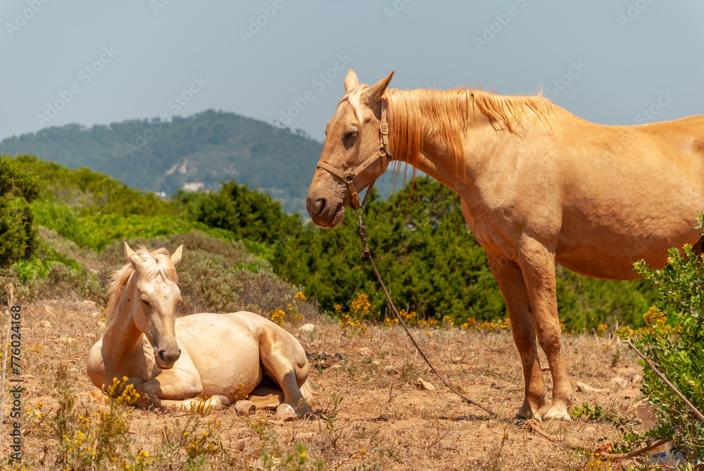 Two Spanish horses resting in the field in Majorca, Spain