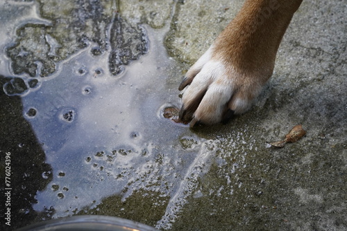 DOG PAW hand and water