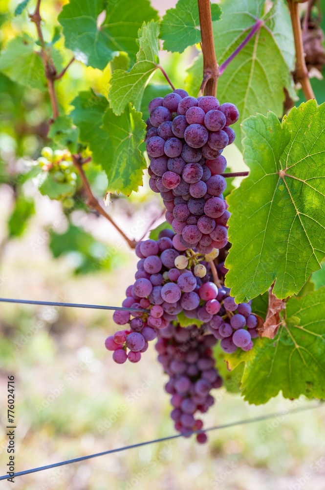 Selective focus shot of ripe grapes hanging from the vine