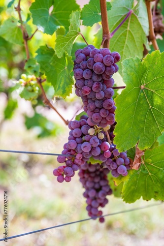 Selective focus shot of ripe grapes hanging from the vine