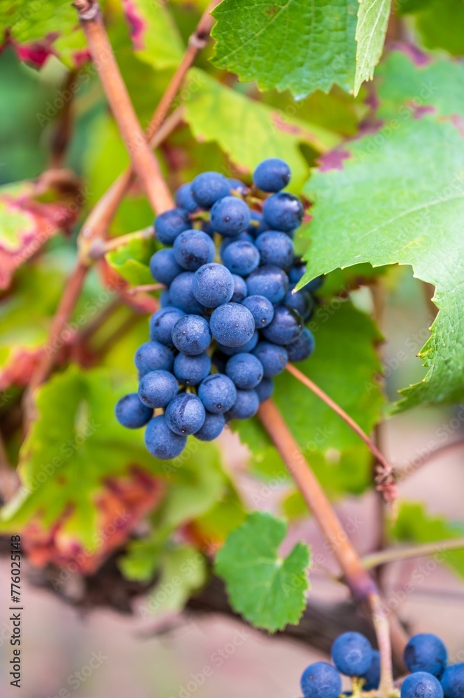 Vertical closeup of a cluster of blue grapes on a branch