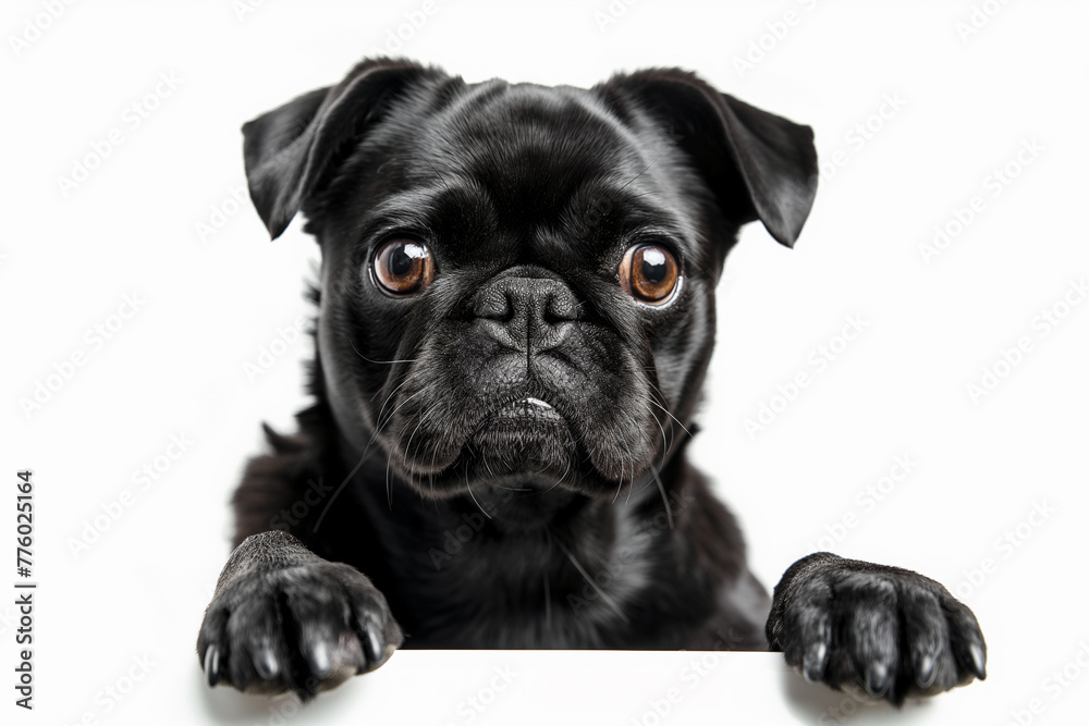 Adorable black pug dog puppy on white background