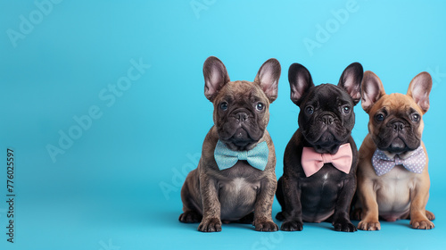 Two cute french bulldog puppies wearing colourful bow ties sitting in front of blue background.  photo