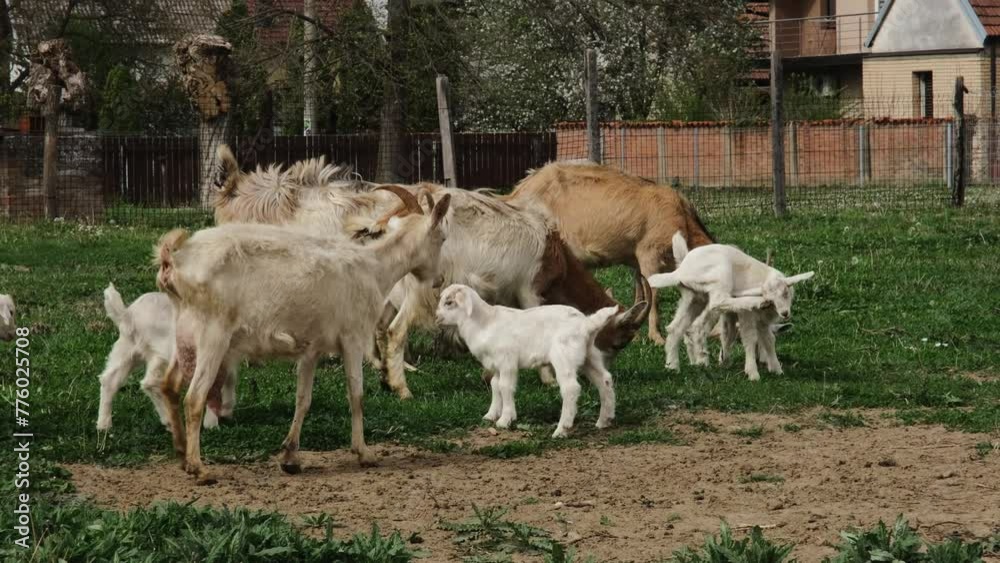 Concept of farming, countryside agriculture, organic eco farm. White and brown dairy goats graze on the home pasture in the village Concept of farming, countryside agriculture, organic eco farm. White and brown dairy goats graze on the home pasture in the village