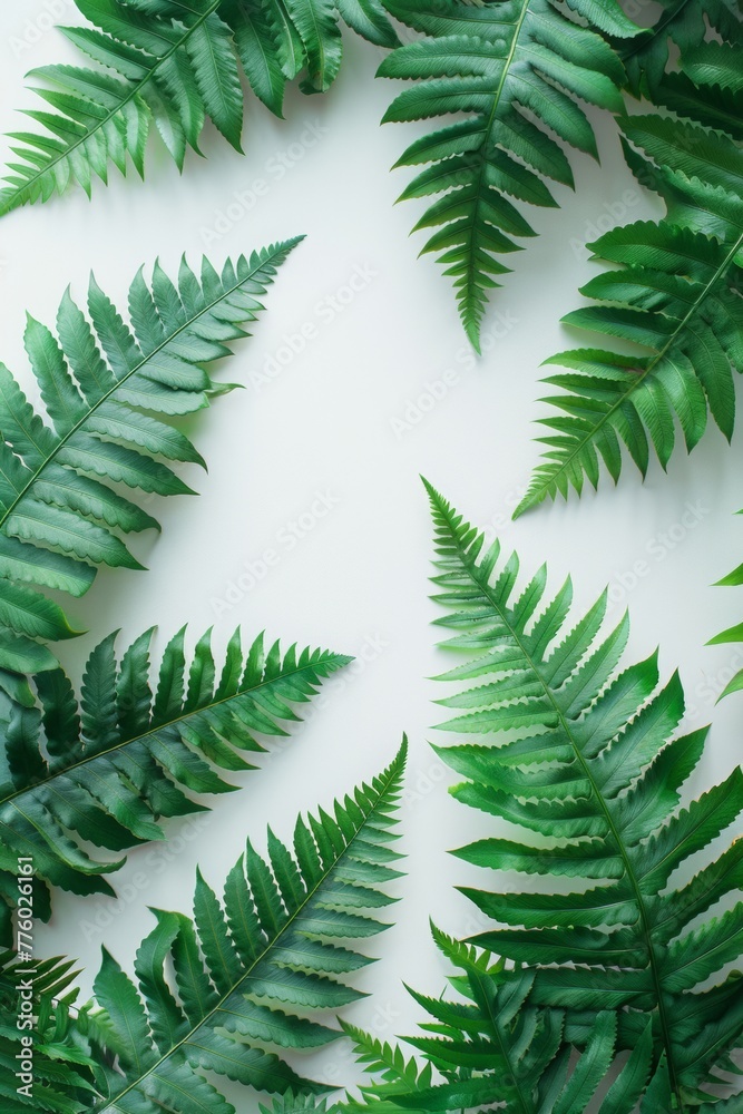 White background. Fern branches White background. Fern branches