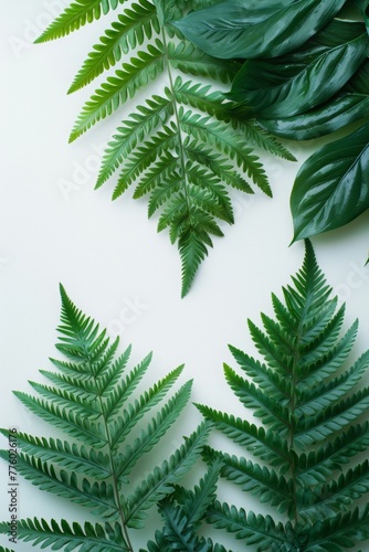 White background. Fern branches