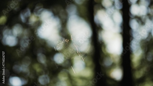 Closeup of spider web in blurred background