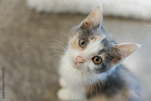 Fototapeta Naklejka Na Ścianę i Meble -  Closeup shot of a gray and white kitten