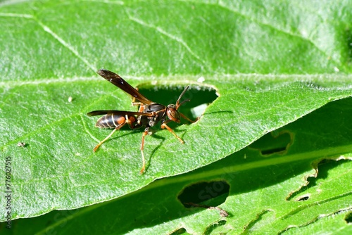 Closeup shot of a Polistes helveticus on a leaf photo