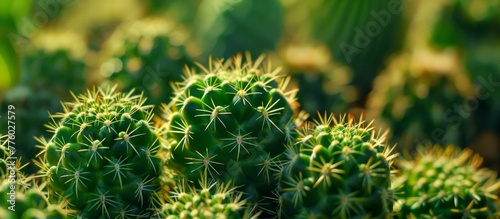 Close up of a cactus plant with numerous small green thorns