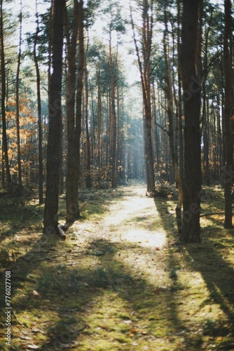 path in the woods