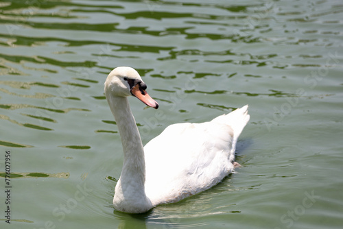 Close up White swan is cute in river