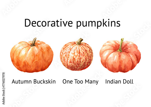 Decorative pink and orange pumpkins set. Watercolor hand drawn illustration isolated on white background