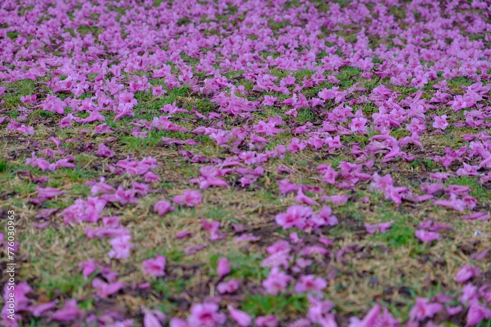 Natural view of purple flowers fallen on the ground